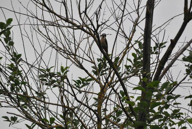 Als ich durchs hohe Gras näher an den Specht ran wollte, habe ich ein Reh aufgescheucht. Da habe ich dann mein Vorhaben beendet. | Foto: Daniela Somers