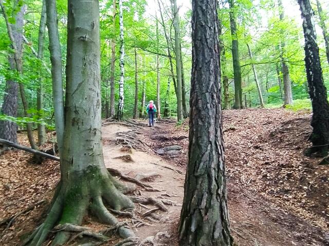 Weiter geht's über Wurzelpfade...  | Foto: sigischlottke