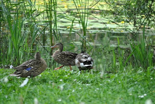 Enten am See | Foto: Daniela Somers