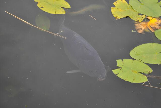 Ich schätze die Karpfen auf ca. 70-100 cm. | Foto: Daniela Somers