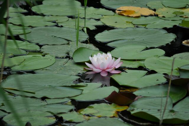 Leider blühen die Seerosen ziemlich weit im See. An Stellen an denen man nicht besonders gut fotografieren kann. Hätte gerne diese schöne Blüte näher fotografiert. | Foto: Daniela Somers
