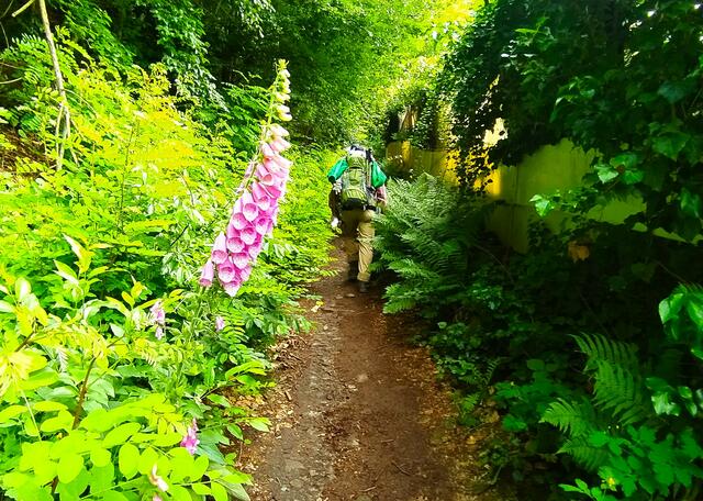 Wieder mal de Buckel nuff mit Fingerhüten und Farn als Wegbegleiter | Foto: sigischlottke
