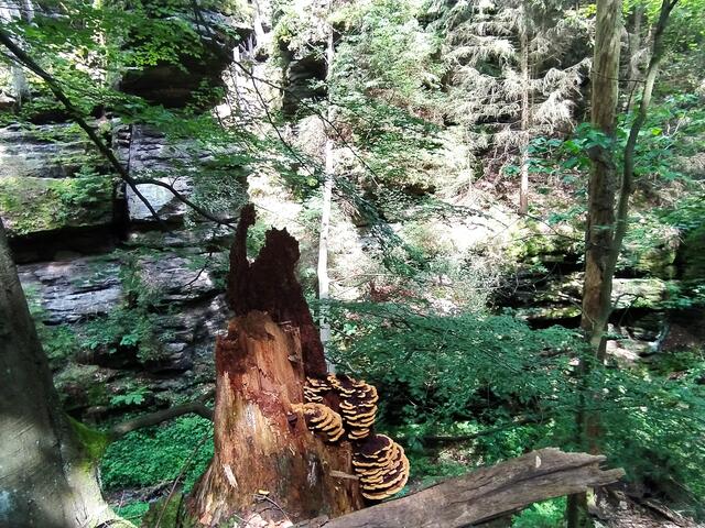 Die kleinen Kunstwerke am Wegesrand: wunderschöne Baumpilze | Foto: sigischlottke