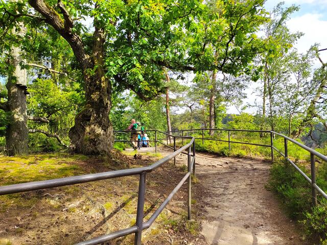 Am Hockstein - von hier aus sieht man es noch nicht, wie hoch dieses Felsplateau über dem Polenztal liegt | Foto: sigischlottke