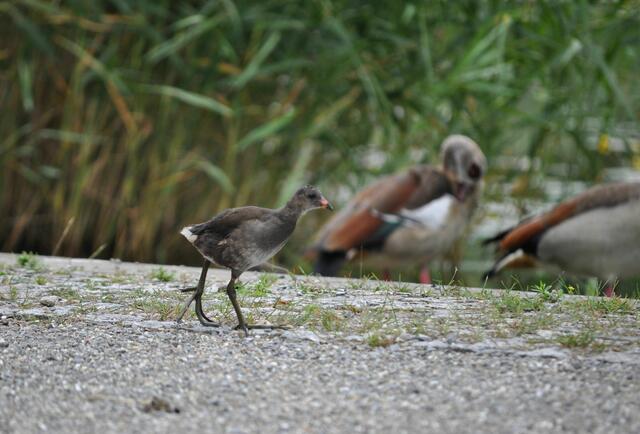 Wohl eine junge Teichralle.  | Foto: Daniela Somers