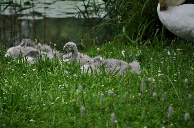 6 süße Jungtiere. | Foto: Daniela Somers