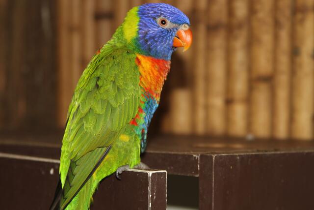 Weltvogelpark Walsrode🦜🦜🦜 | Foto: Ralf Röser