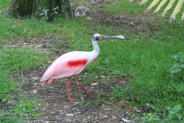 Weltvogelpark Walsrode🦜🦜🦜 | Foto: Ralf Röser