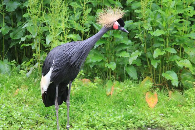Weltvogelpark Walsrode🦜🦜🦜 | Foto: Ralf Röser