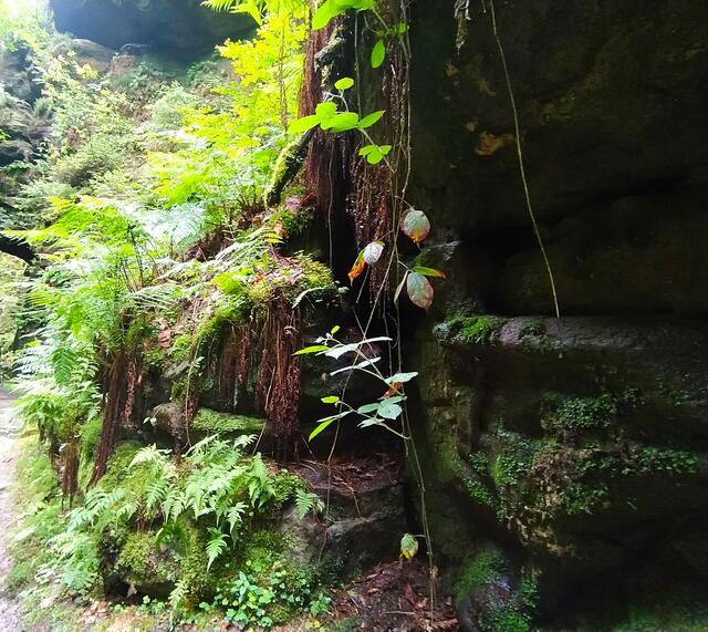 Die Natur bietet immer wieder tolle Motive | Foto: sigischlottke