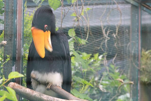 Weltvogelpark Walsrode🦜🦜🦜 | Foto: Ralf Röser
