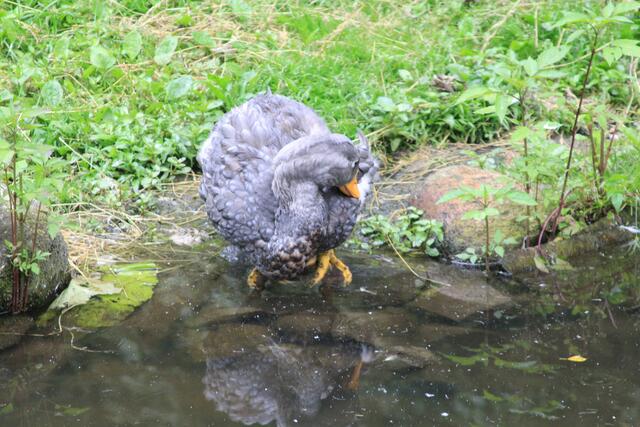 Weltvogelpark Walsrode🦜🦜🦜 | Foto: Ralf Röser