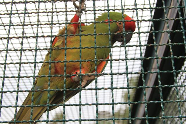 Weltvogelpark Walsrode🦜🦜🦜 | Foto: Ralf Röser