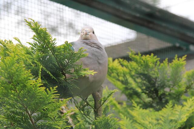 Weltvogelpark Walsrode🦜🦜🦜 | Foto: Ralf Röser