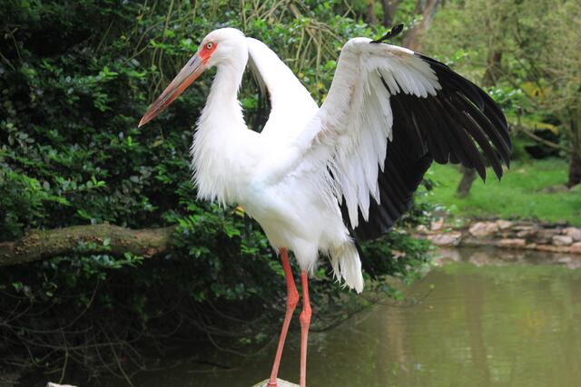Weltvogelpark Walsrode🦜🦜🦜 | Foto: Ralf Röser