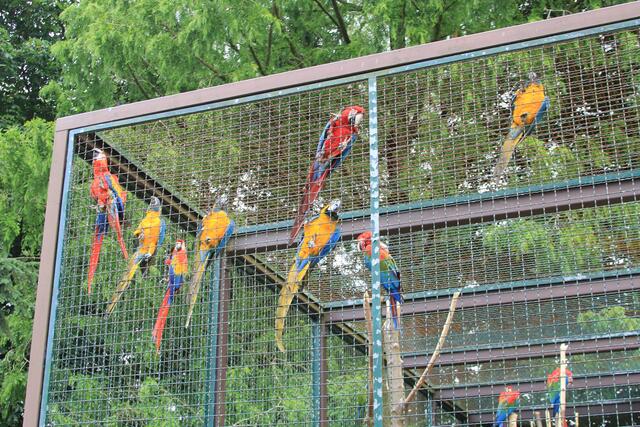 Weltvogelpark Walsrode🦜🦜🦜 | Foto: Ralf Röser