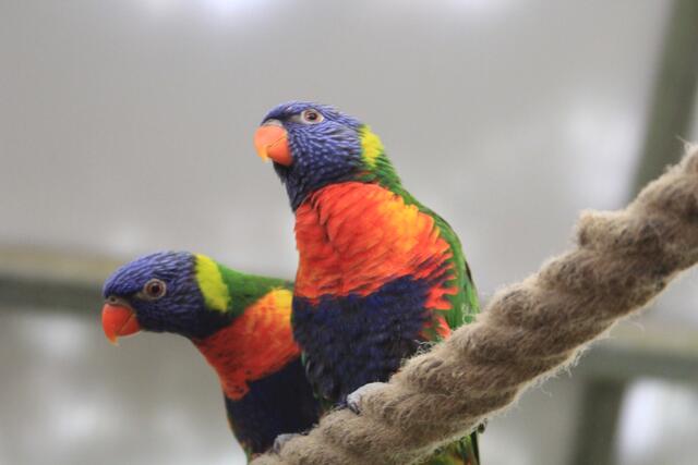 Weltvogelpark Walsrode🦜🦜🦜 | Foto: Ralf Röser