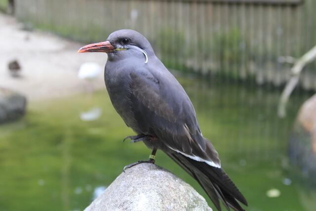 Weltvogelpark Walsrode🦜🦜🦜 | Foto: Ralf Röser