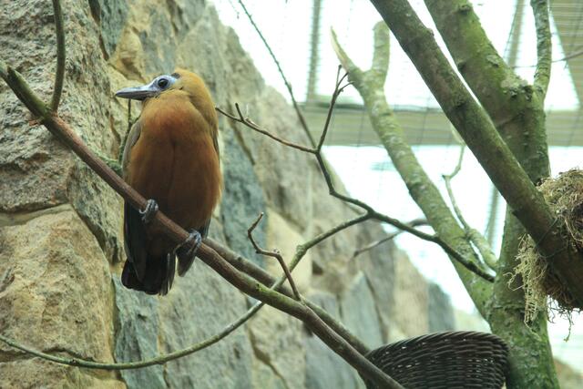 Weltvogelpark Walsrode🦜🦜🦜 | Foto: Ralf Röser