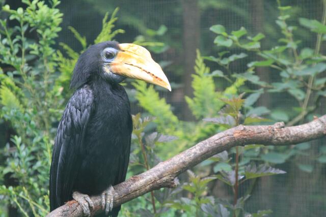 Weltvogelpark Walsrode🦜🦜🦜 | Foto: Ralf Röser