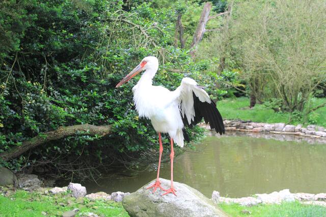 Weltvogelpark Walsrode🦜🦜🦜 | Foto: Ralf Röser