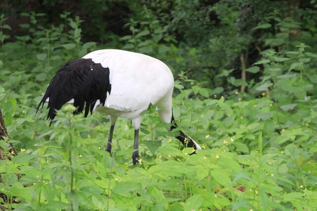 Weltvogelpark Walsrode🦜🦜🦜 | Foto: Ralf Röser