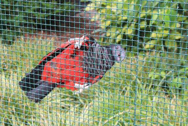Weltvogelpark Walsrode🦜🦜🦜 | Foto: Ralf Röser