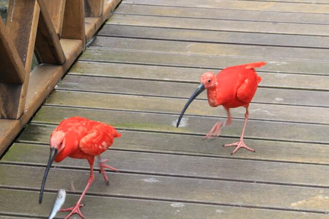 Weltvogelpark Walsrode🦜🦜🦜 | Foto: Ralf Röser