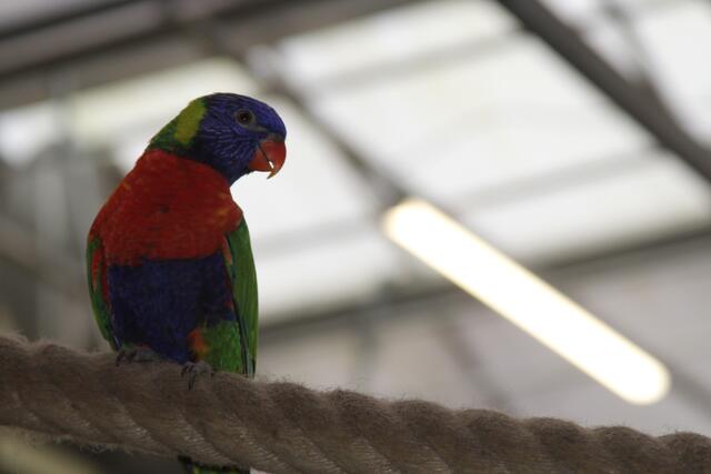 Weltvogelpark Walsrode🦜🦜🦜 | Foto: Ralf Röser