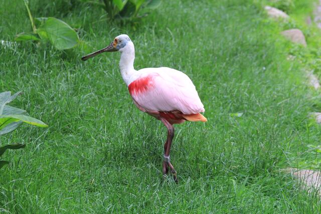 Weltvogelpark Walsrode🦜🦜🦜 | Foto: Ralf Röser