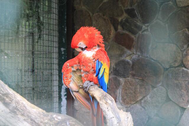 Weltvogelpark Walsrode🦜🦜🦜 | Foto: Ralf Röser