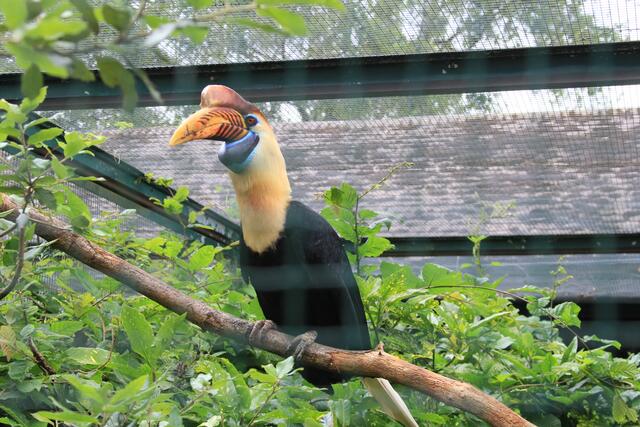 Weltvogelpark Walsrode🦜🦜🦜 | Foto: Ralf Röser