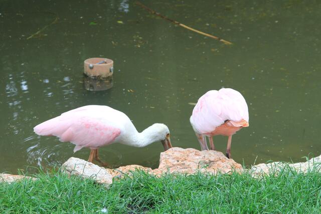 Weltvogelpark Walsrode🦜🦜🦜 | Foto: Ralf Röser