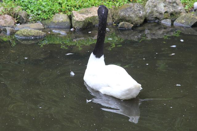Weltvogelpark Walsrode🦜🦜🦜 | Foto: Ralf Röser
