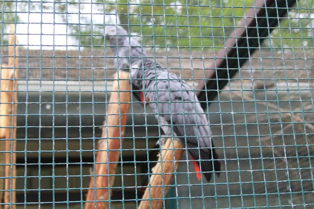 Weltvogelpark Walsrode🦜🦜🦜 | Foto: Ralf Röser