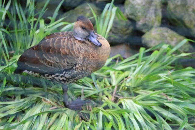 Weltvogelpark Walsrode🦜🦜🦜 | Foto: Ralf Röser