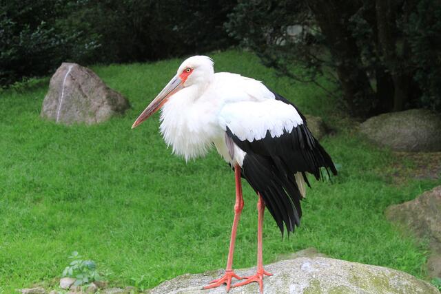 Weltvogelpark Walsrode🦜🦜🦜 | Foto: Ralf Röser