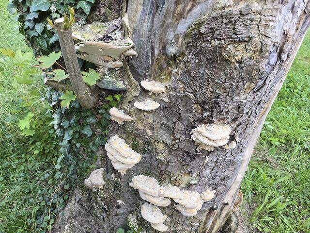 Die Eichen-Wirrlinge | Foto: Heidrun Rosenberger