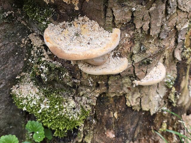 Foto: Heidrun Rosenberger