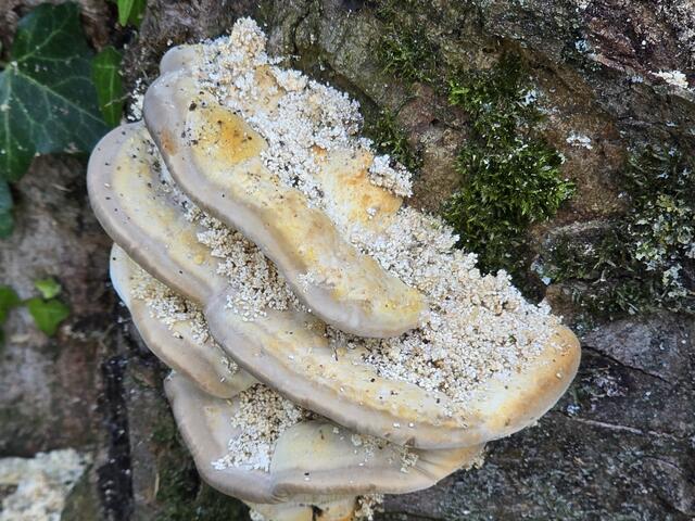 Foto: Heidrun Rosenberger