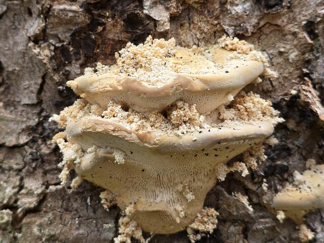 gewachsen wie Stalagmiten | Foto: Heidrun Rosenberger