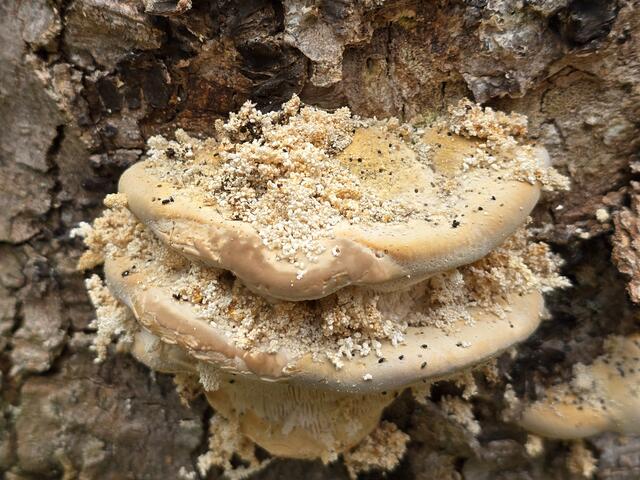 Foto: Heidrun Rosenberger