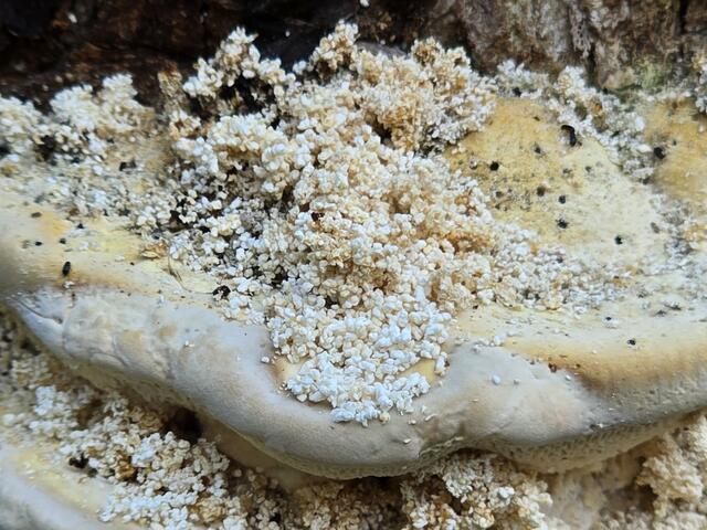 Die Baumschwammkäfer sind hier gut zu sehen. | Foto: Heidrun Rosenberger