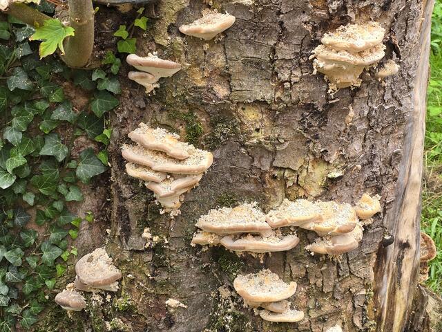 Foto: Heidrun Rosenberger