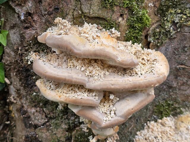 Kügelchen wie Popcorn | Foto: Heidrun Rosenberger