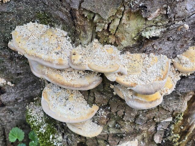 Foto: Heidrun Rosenberger