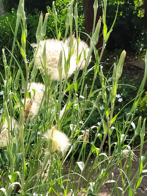 Die Pflanze ist in Bad Rappenau fast 1,50 Meter hoch gewachsen.  | Foto: Sigrid Schlottke