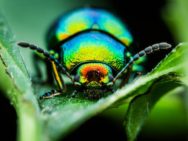 Eine Farbexplosion in Grün-Blau: der Rosenkäfer von Stefanie Friedrich. Mit dieser Aufnahme hat sie das Gewinnspiel "Farbenfroh" gewonnen.  | Foto: Stefanie Friedrich