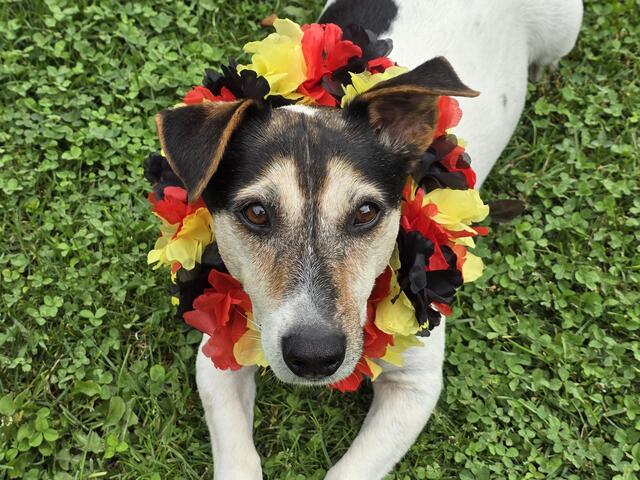 Heidrun Rosenberger hat Hund Jacky EM-mäßig geschmückt. Foto: privat  | Foto: Heidrun Rosenberger 