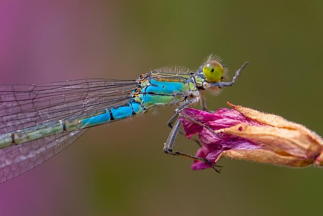 Türkis trifft pink: Helga Rosenberger zeigt beim Gewinnspiel "Farbenfroh" die blaue Azurjungfer.  | Foto: Helga Rosenberger